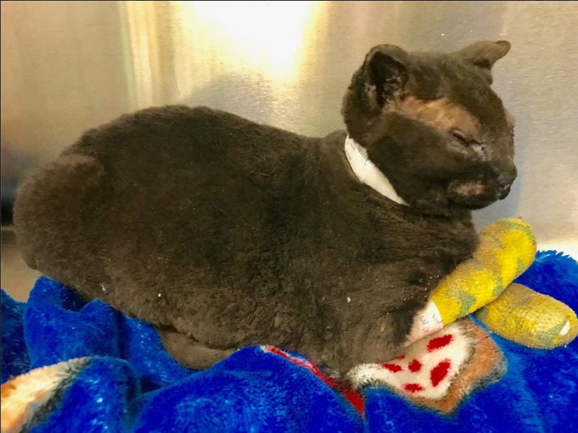 Jasamsdestiny's tweet photo. If she belongs to you, email ucdavisvetmed@gmail.com
Her fur looks like it was extremely singed. Try imagining her with normal cat hair.
Female #420609
https://t.co/9fMtcKRT47
#paradisefire #missingpets #lostanimals #CampFire #CAfire #CampFirePets #ParadiseCA https://t.co/yLKdGN97LH