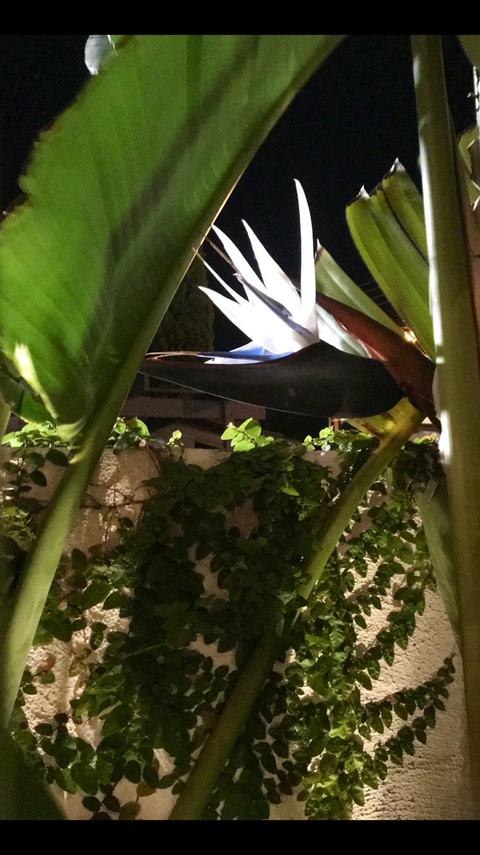 Hismechanic's tweet image. Oh hello, 4 years growing and you are happy #gardentime #frewville #Adelaide so Happy to see this going on