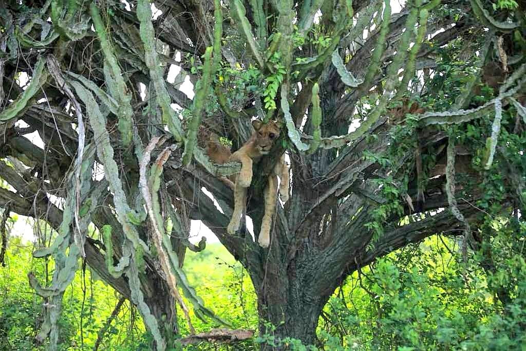 kiweewa_prince's tweet photo. Yes,they're #TreeClimbingLions🦁 up on the #CactusTree🌵. Uganda's national parks are full of wonders each one has a unique attraction not found in another.
#VisitUganda🇺🇬 #Gorillas🦍 #Elephants🐘 #Lions🦁 #Hiking #WildgameSafaris.
For booking, kingsofthejungletours@gmail.com https://t.co/xZjHcEZDGT