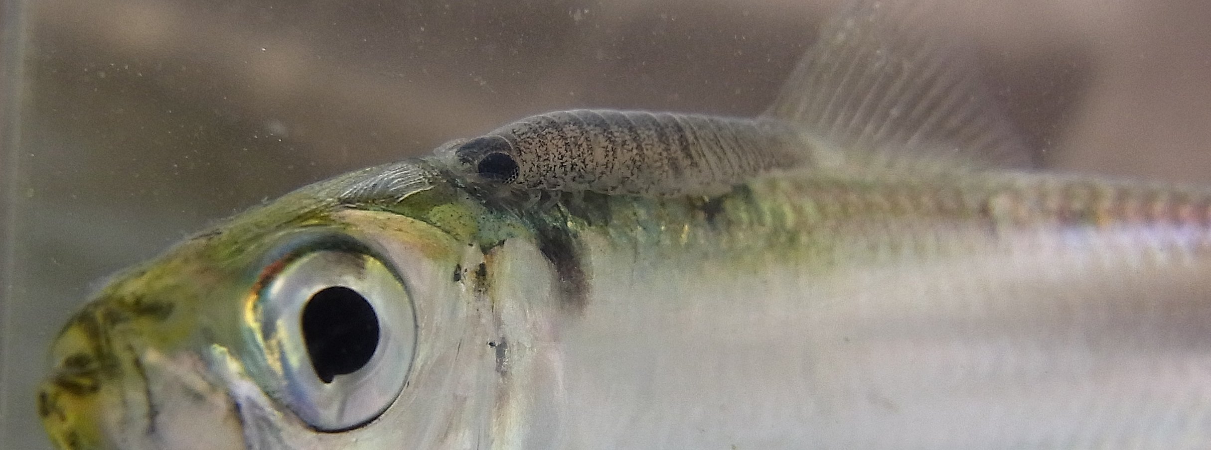Rhodeus サッパ Sardinella Zunasi のウオノエ Cymothoidae 芦田川河口で先輩が次々とサッパをタナゴ竿で釣り上げる さすがである 観察ケースに入れて撮影しようとすると 背中に何か付いている ウオノエというワラジムシのような寄生虫だ 泳ぎ回る魚