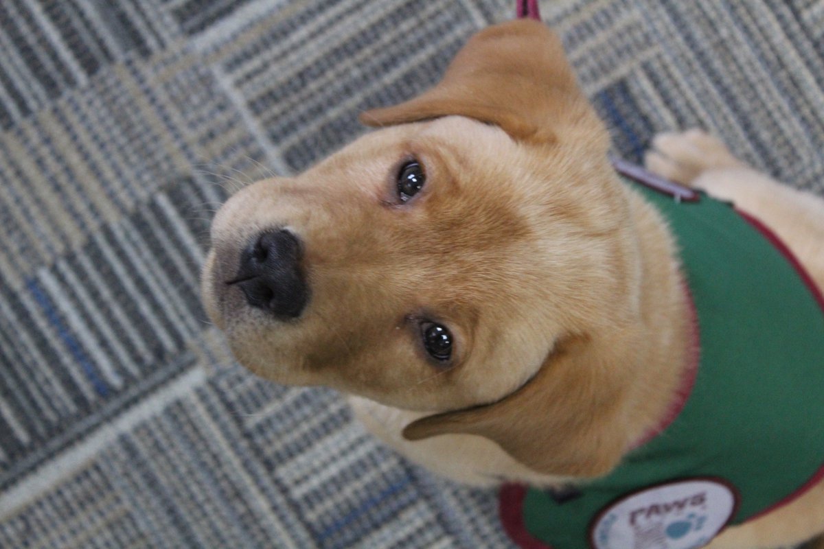 bakercollege's tweet photo. Say "Hi" to Stafford! He's the newest @Pawswithacause puppy on the Muskegon Campus. He spent yesterday afternoon in the ARC learning how to be social. Dr Wright our Vet Tech department chair is his trainer along with assistance from Vet Tech students and the Rotaract club. 😍 https://t.co/eWEDs7bSct