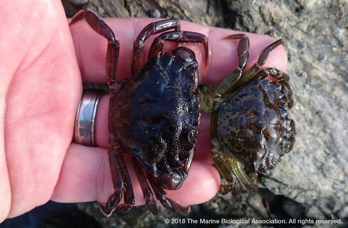 Crazy about crustaceans? The MBA is hosting a crabbing competition on Sunday 18 Nov at Sutton Harbour, Plymouth. For tickets and more information see: eventbrite.co.uk/e/crabbing-com… #marinebiology