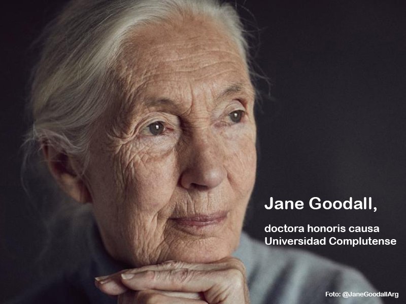 unicomplutense's tweet photo. Va a ser todo un honor para la Complutense escuchar y recibir en nuestra comunidad universitaria a #JaneGoodall. La primatóloga británica, conocida en el mundo entero por su defensa de los chimpancés, será investida doctora #HonorisCausa 
#BienvenidaalaUCM https://t.co/aAULXjn9WZ