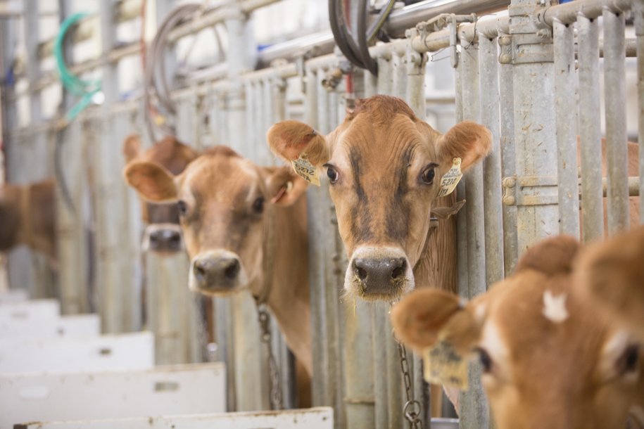 Shameless self promoting tweet: Our new JDS article, increasing feeding frequency changes diurnal pattern (but not volume) of methane production in late lactation Jersey dairy cows: free download here: urldefense.proofpoint.com/v2/url?u=https… #jerseycows #dairy #GHG #methane #UNL