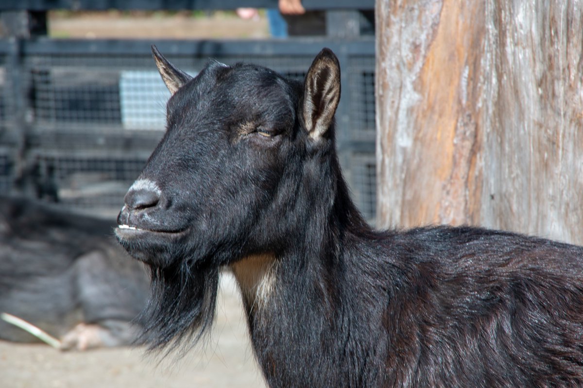 いのがしらこうえん