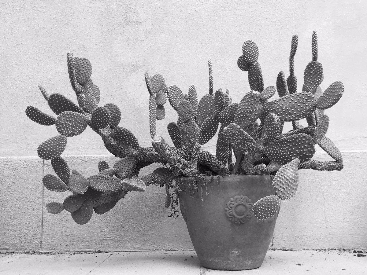 f_degli's tweet photo. @Jovatsuni @gdcesare #blackandwhitechallenge  

Thanks for the nomination @Jovatsuni 

🗓 1 day
📷 1 picture
🚷 No People
📵 No Text 

Today’s nomination goes to @guglielmoa - would you like to join? https://t.co/WgbSXOv4xY