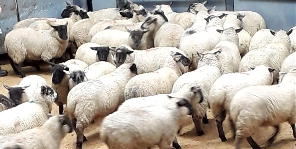 Jean_BSIB's tweet photo. #Suffolk lambs from local breeder going through the ring #BSIB #brokerofchoice #farming #ANMGroup #Thainstone https://t.co/0U8EcSlRL3