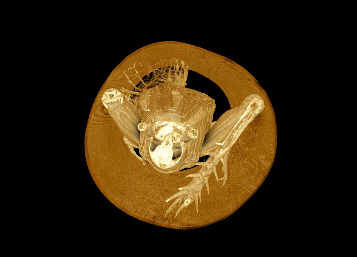 SarahAldridge91's tweet image. Any #softwaretips on how to get rid of tubes used for #microCT scanning? I honestly waste so much time trying to crop these out when thresholding can&apos;t do it. I feel like I must be missing something obvious (besides thinking through my supports more of course!)