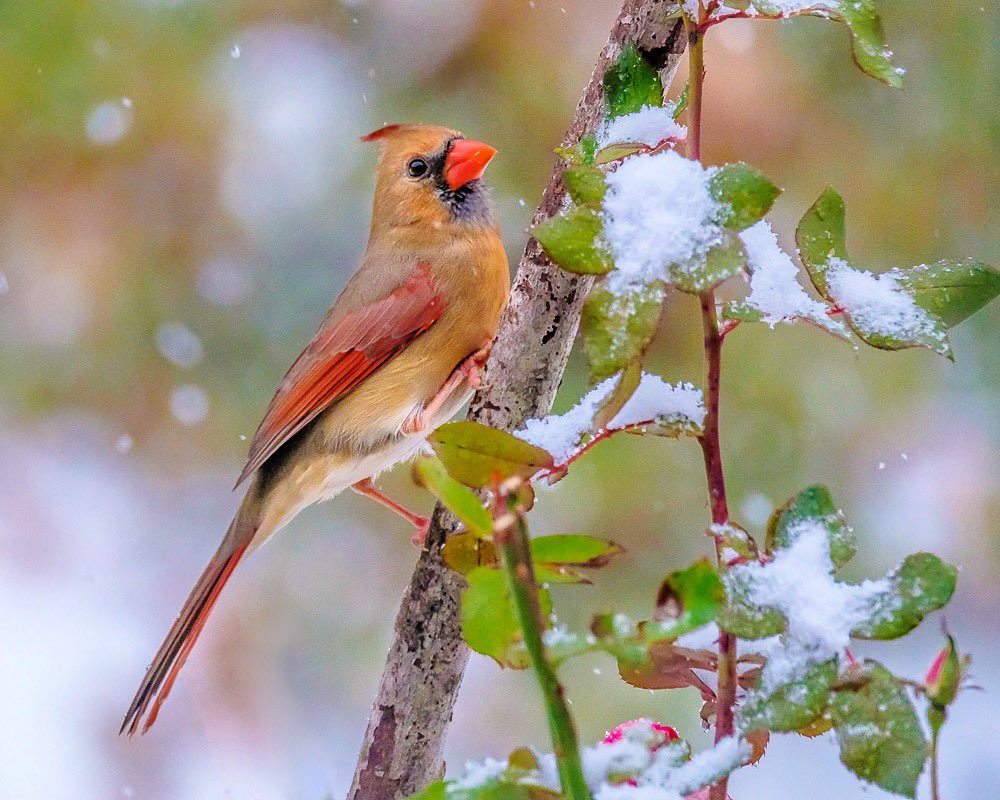 GeofotoF's tweet photo. “Female Cardinal” Made this image in our first snow of the season. #firstsnowfall2018 #firstsnow #firstsnowfall #Cardinals #FridayFeeling #FlashbackFriday #birdwatching #birdphotography #birding #weekendvibes #naturelovers #fujifilm #fujifilm_xseries #fujifilmx_us @GeofotoF https://t.co/7hIwc9Pg7D