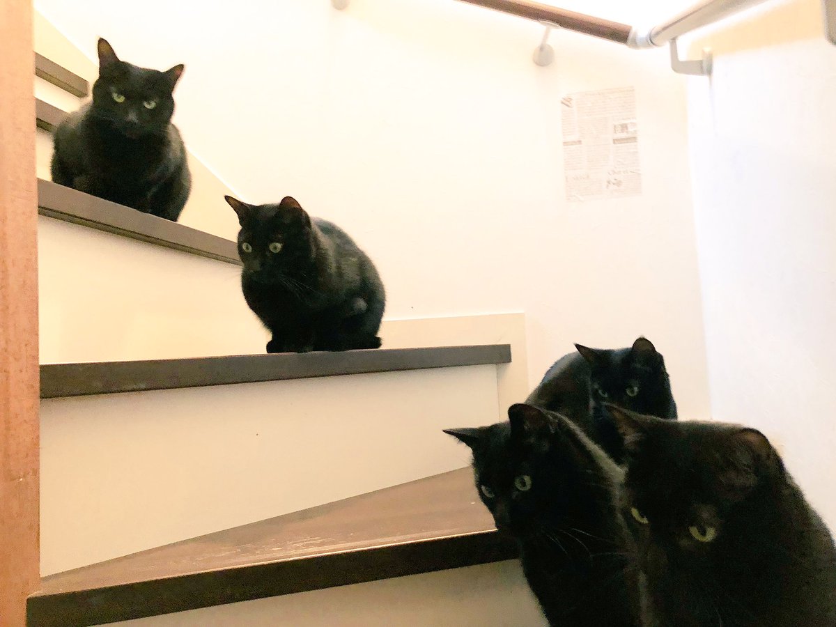 猫野四季 Twitterissa とらっちのお尻の匂いを 去り際に嗅いでるww 黒猫だけ残る ねこ ネコ 猫 黒猫5