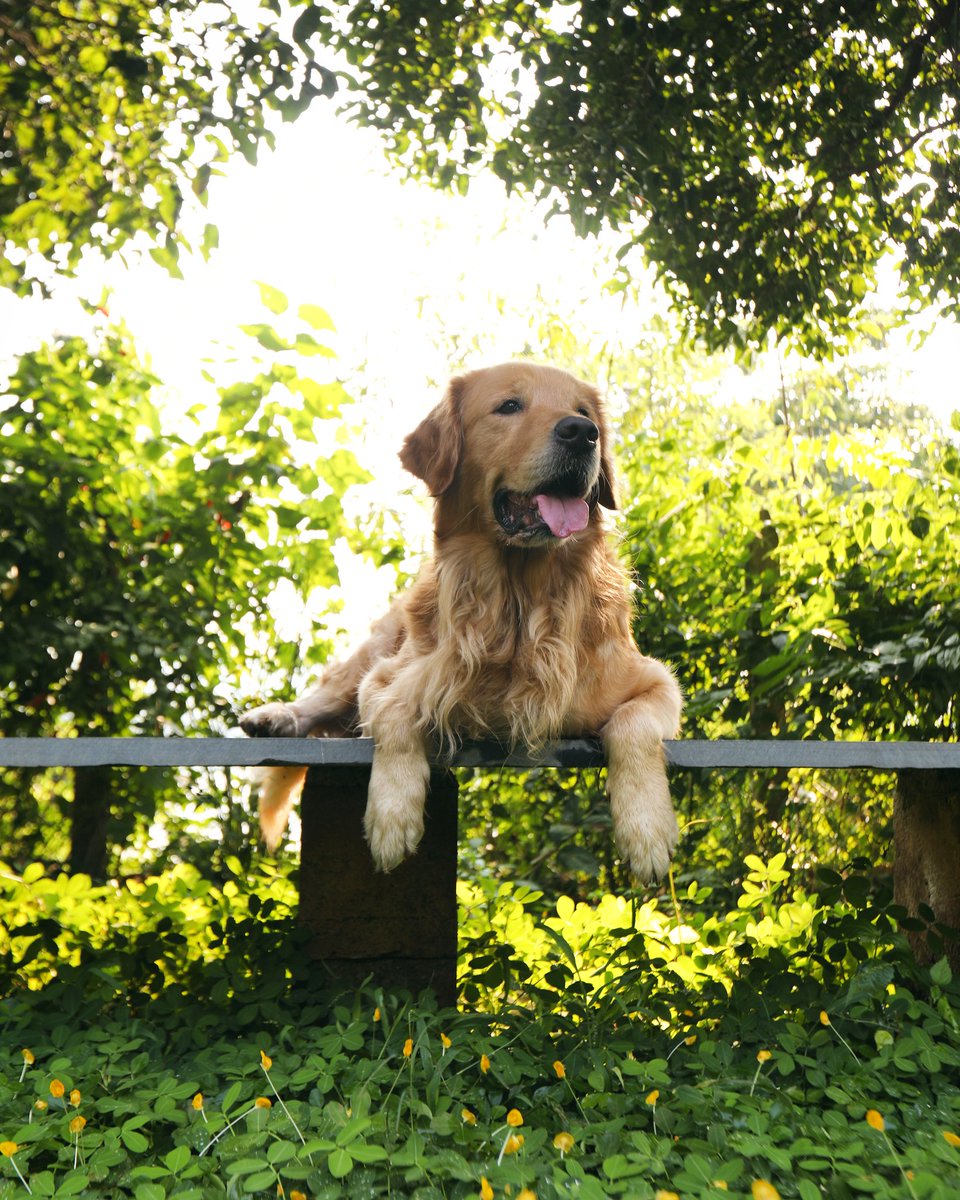 This beautiful old soul turns 6 today. Happy birthday Frodo! Many adventures await us. We have a long way to go :)