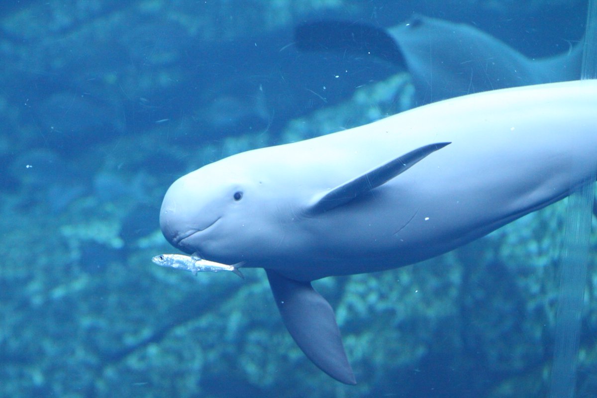 かつさん スナメリさん かわいい顔してバクッといっちゃってます 仙台うみの杜水族館