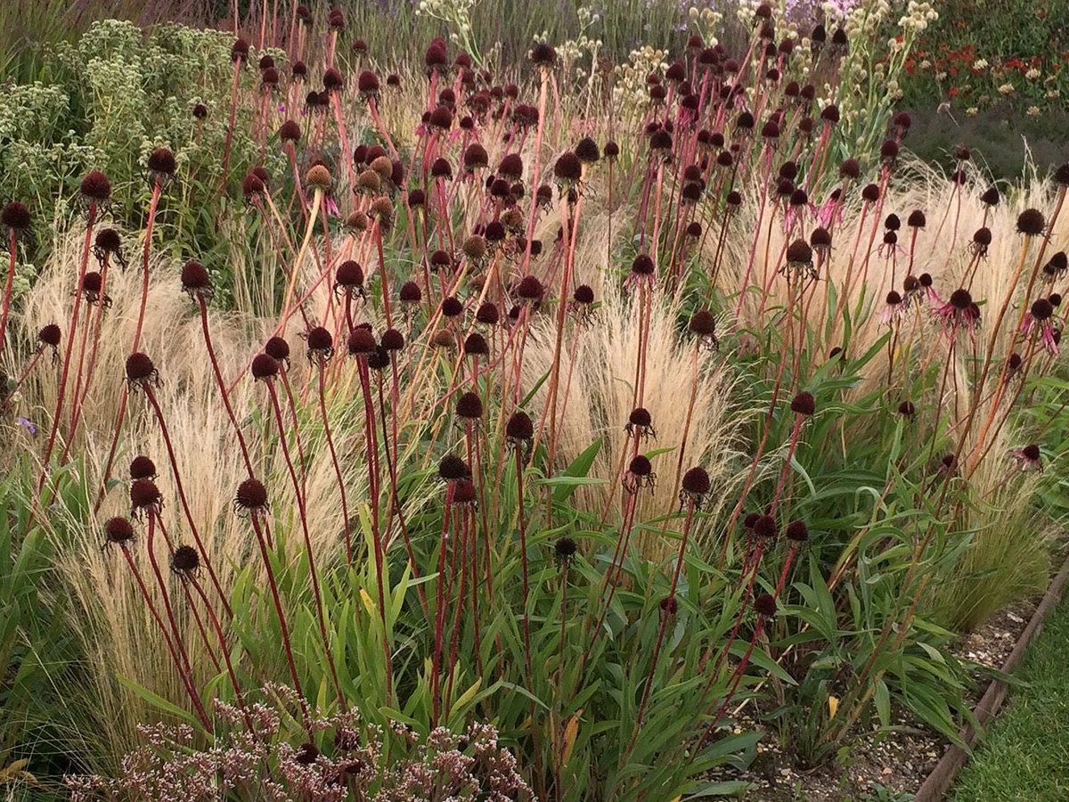 Great autumn interest from one of our urban planting schemes - Stipa tenuissima &amp; Echinacea pallida 🍂 #landscape #landscapedesign #landscapearchitecture #planting #plantingdesign #horticulture #autumn #texture #colour #contrast