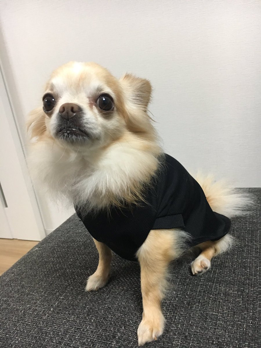Ghana__choco's tweet photo. #ハリウッドモード#チップ#chip https://t.co/HdqF9gKYKO