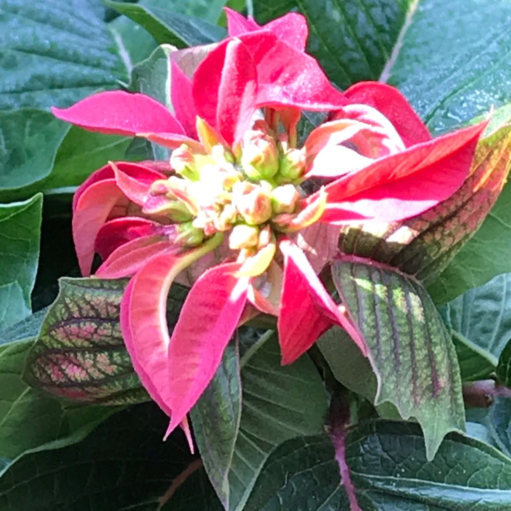 This more complex flower is Poinsettia (Euphorbia pulcherrima). This is actually a bract! From the wilderness of  #JimCorbett
