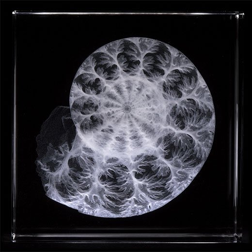 BathshebaSculpt's tweet image. New glass pieces: ammonites of paperweight and humungous size. bathsheba.com/crystal/ammoni… …  and if you like ancient molluscs don't neglect to check out the 3d: bathsheba.com/crystal/ammoni…