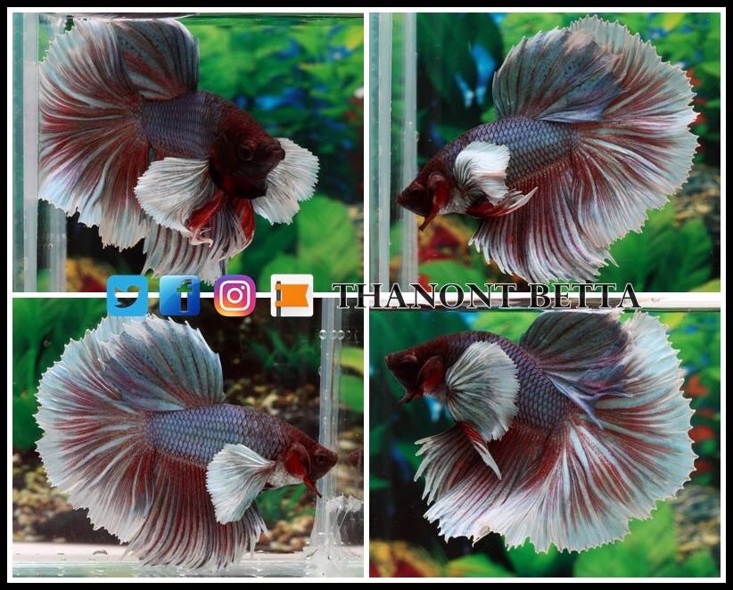 ThanontB's tweet photo. #ปลากัด #betta #HMPK #fancy #Halfmoon #Doubletail #Crowntail #Wild Types #Plakat #Veiltail #Thailand #USA #Canada #Germany #China #Denver #Florida #California #Minnesota #Mexico #United Kingdom #Australia #Japan #Taiwan #Hong Kong #Singapore #Philipines #Malaysia #Vietnam https://t.co/Gfw8a9wfUo