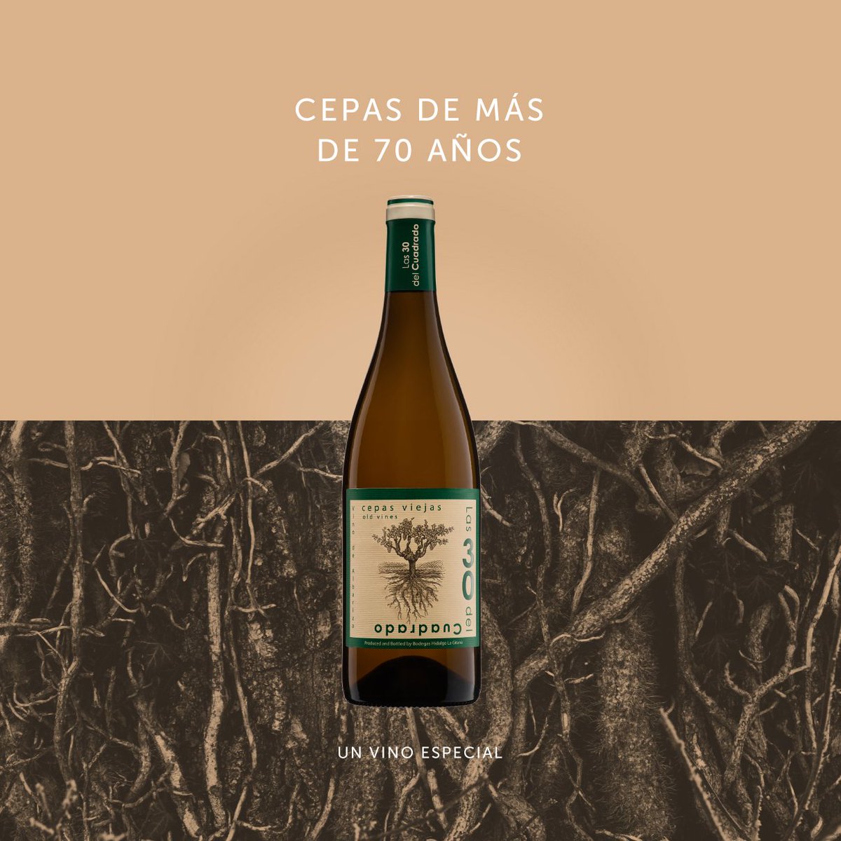 Las 30 del Cuadrado 2017 es el vino más especial de <a href="/BodegasGitana/">La gitana</a>. Tiene un gran prestigio por sus cepas con más de 70 años y su elaboración con uva de Palomino Fino.
Rinde homenaje a la única parcela de #ViñasCentenarias. 
Disfrútalo en <a href="/VinosCovigran/">Vinos Covigran</a> ➡ bit.ly/2Q1Rhj0