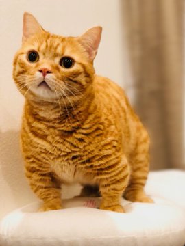 花江夏樹さんがデザインした飼い猫のこんぺい君がグッズ化 ユニクロにて人気声優陣がデザインしたアパレルアイテムが登場 ニコニコニュース