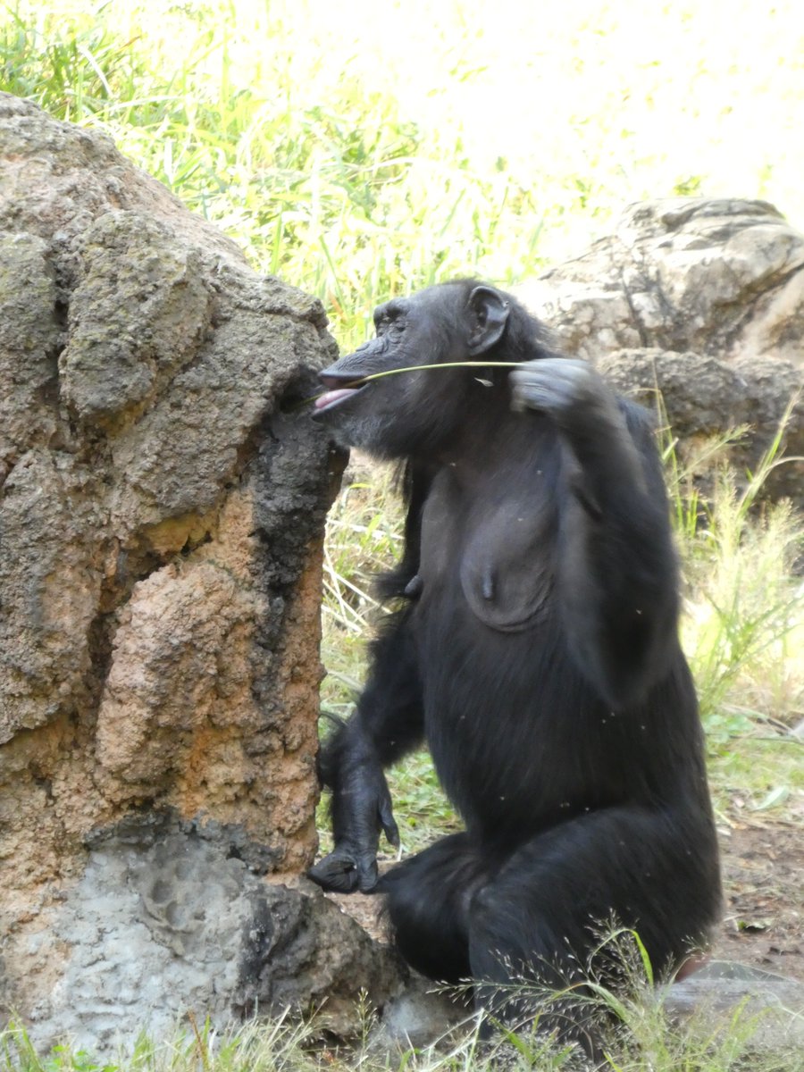 中村 訓男 On Twitter 多摩動物公園 チンパンジーは賢い