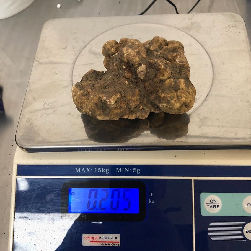 Sybaritic2011's tweet photo. Massive white truffle
#fresh #ingredients #massive #white #truffle #magnatum #finefood #finedining #michelinstar #michelinguide #aarosette #gastropub
#gastronomy #gourmet #chefsofinstagram #cheflife #restaurant #trufflelife #trufflemerchant https://t.co/zwOK9wWpzN