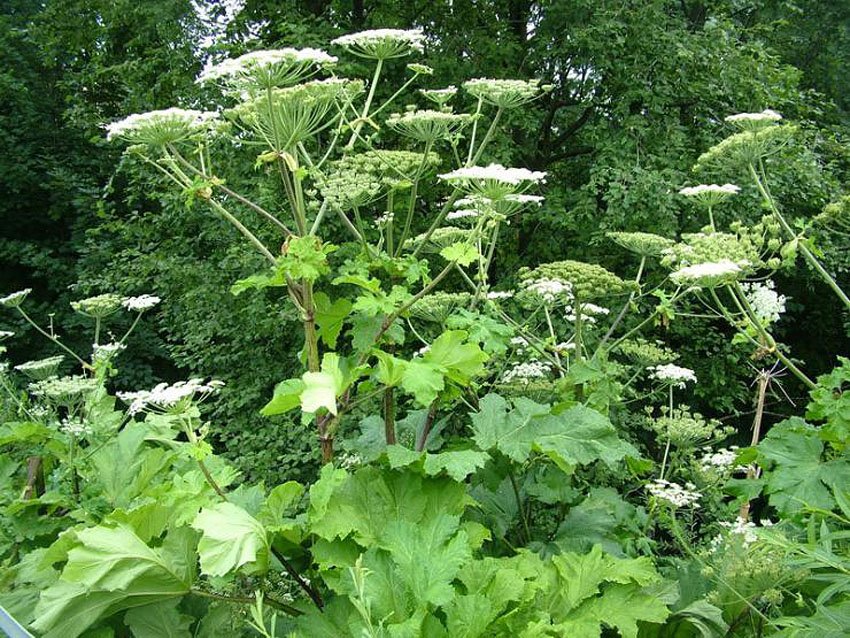 Борщевик сосновского ядовитое растение. Борщевик сосновского. Борщевик ядовитое растение. Борщевик ядовитое растение. Борщевик можно ли использовать.