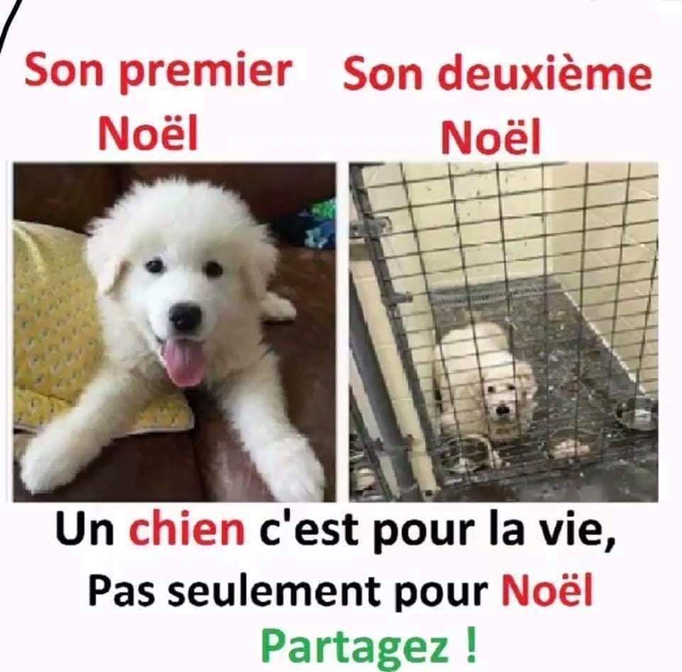A l'approche des fêtes, il est bon de rappeler qu'un animal c'est un compagnon pour la vie !