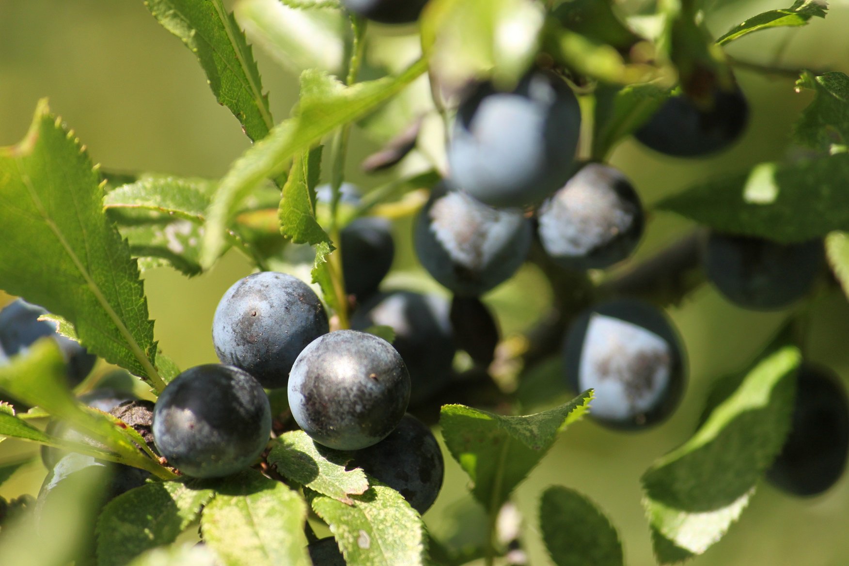 Essex Wildlife Trust on Twitter "Did you know? Blackthorn, the bush