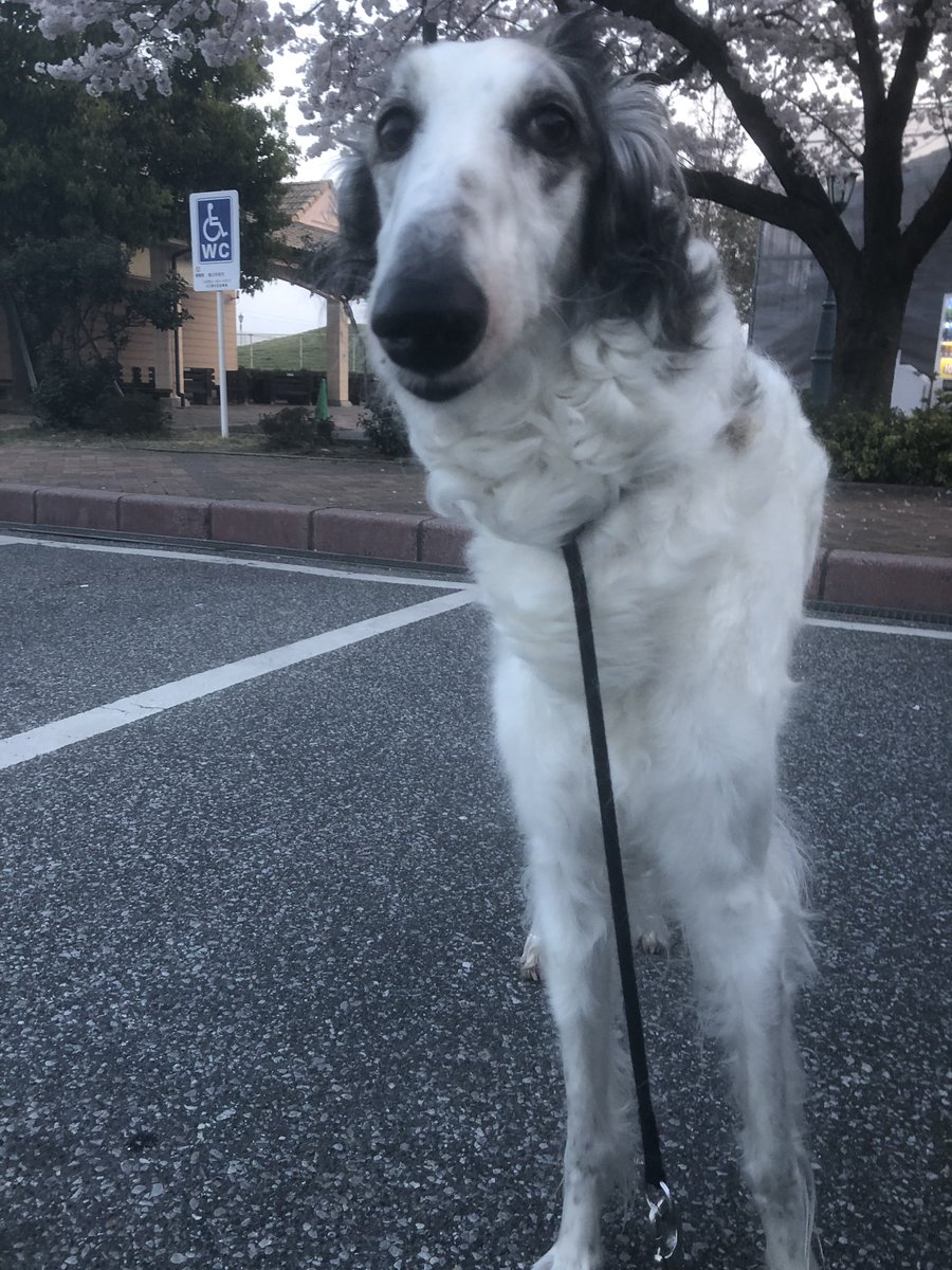 AmedioMarco's tweet photo. @docomoCPharista 
#ハリウッドモード 
#アメディオ
#AMEDIO https://t.co/sol5WEutki