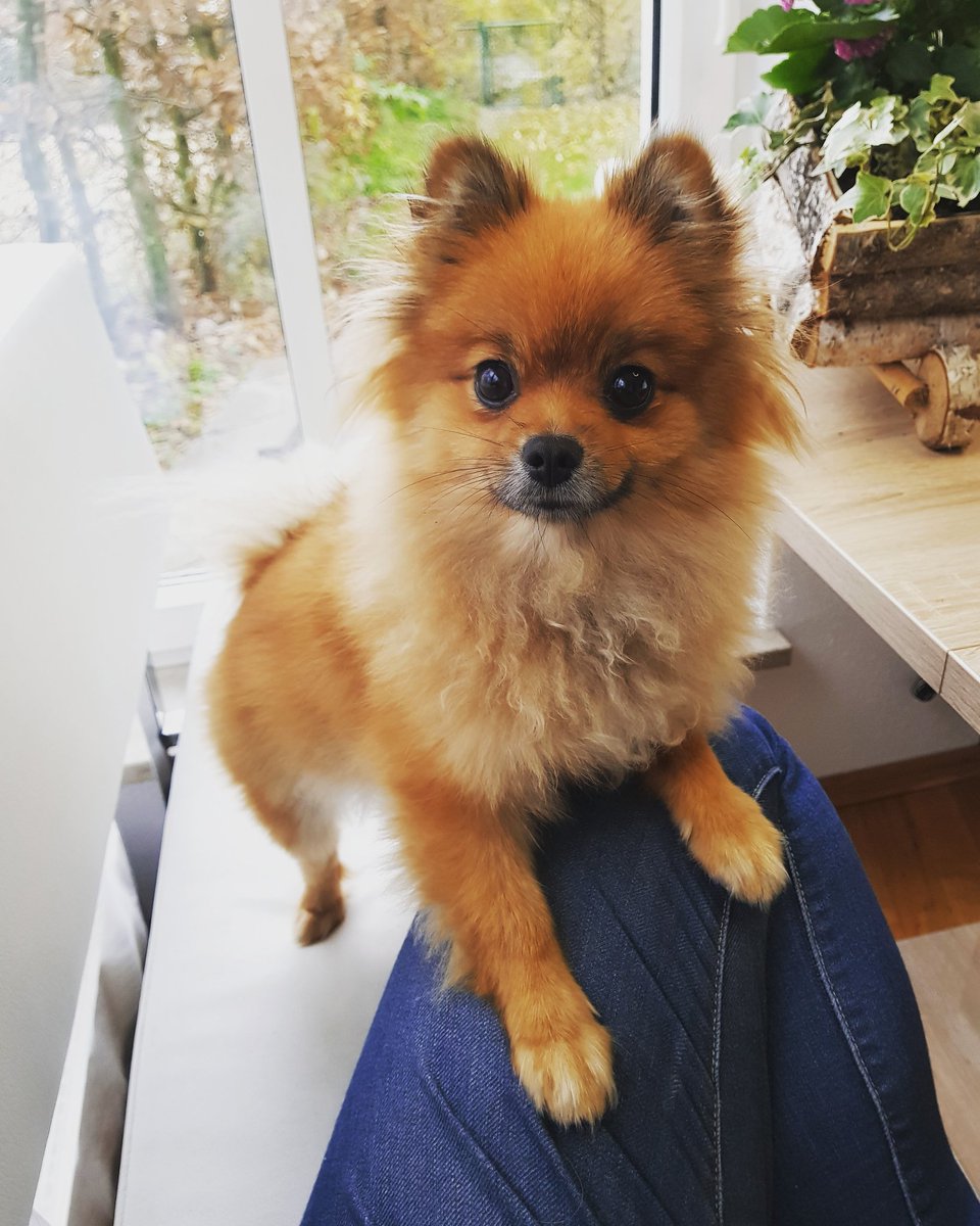 Adorable Pomeranian Puppies For Sale In Texas