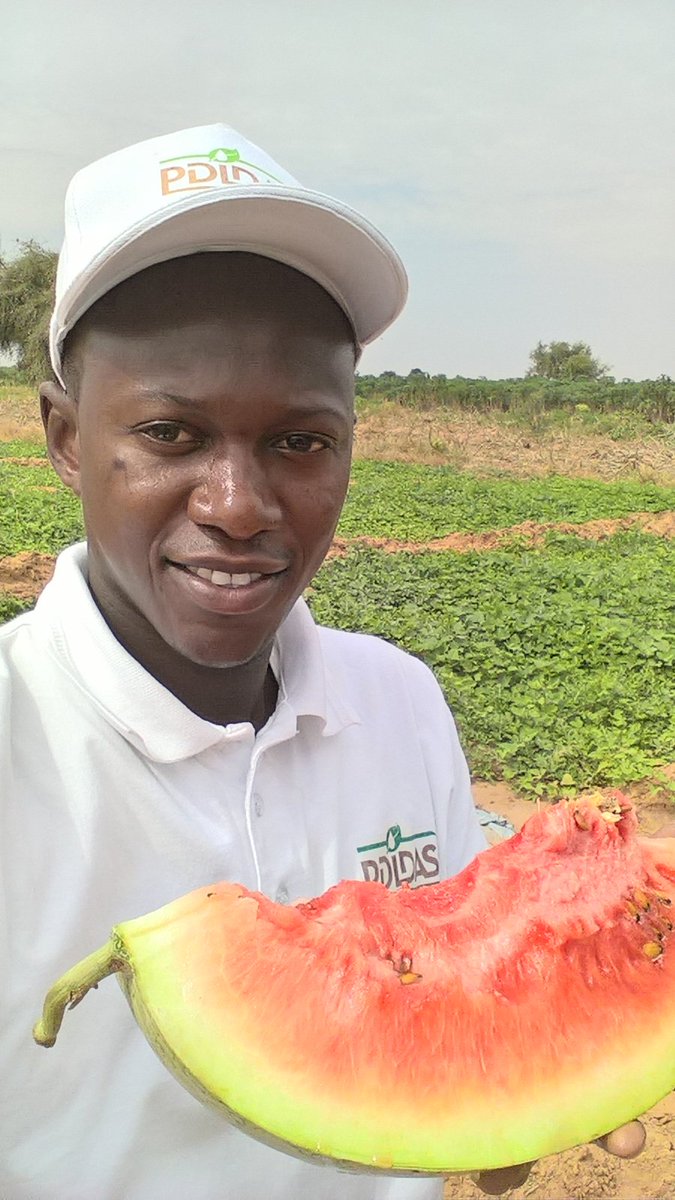 laminefamara's tweet photo. Prêt à déguster une pastèque 🍉 produite dans les champs de l'#opération Pilote de #Nginth financée par le #Pdidas au nord du pays. @BM_Afrique #Agriculture_Sénégal #Kebetu #PSE #Pracas https://t.co/3wxK8CxY2j