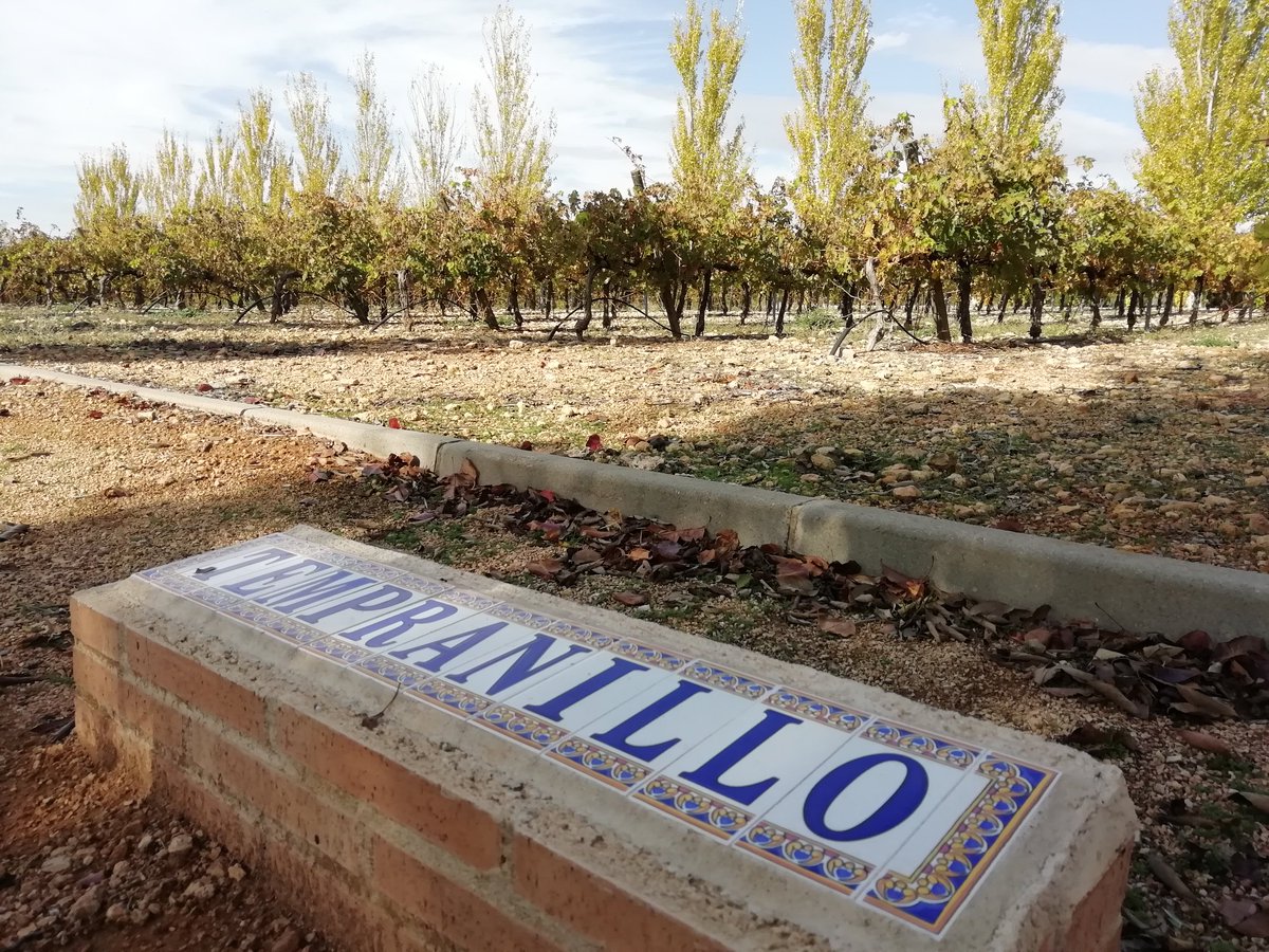 Buenos días! Ya no hay esplendor en las viñas, pero la caída de hojas del #otoño también tiene su punto de #color. Viña #tempranillo.
#FelizViernes