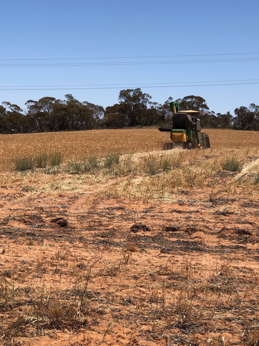 andrewmcmahen's tweet photo. LMK Ouyen Trial site harvest today.
Some good differences between treatments. Stay tuned for some results https://t.co/3mIXefpMpF