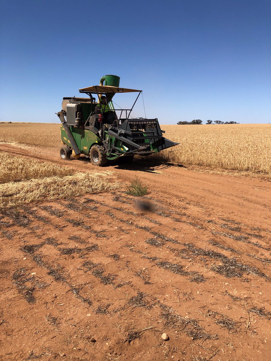 andrewmcmahen's tweet photo. LMK Ouyen Trial site harvest today.
Some good differences between treatments. Stay tuned for some results https://t.co/3mIXefpMpF