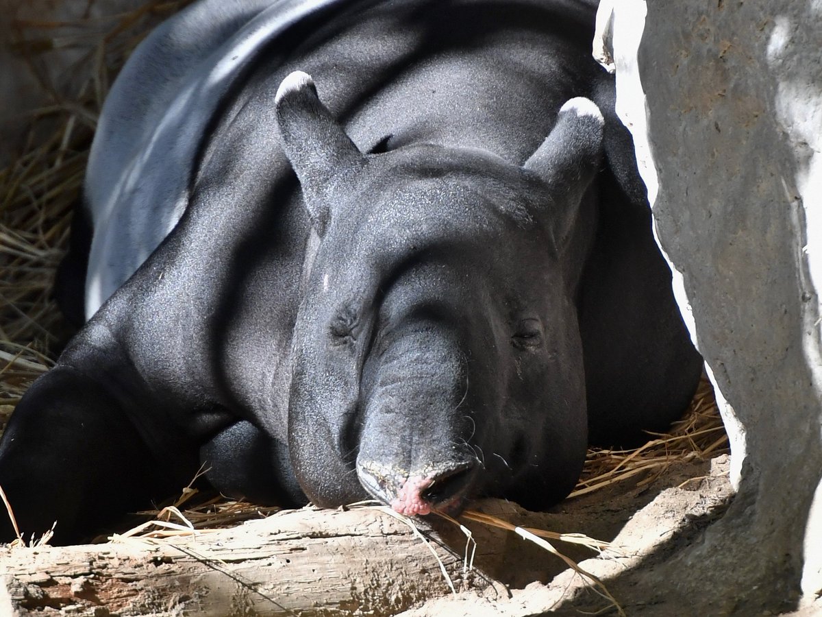 Koichi Murata در توییتر 満足そうに寝ている さすがバク なぜ さすが なのか意味不明だけど マレーバク ズーラシア Tapir Zoorasia