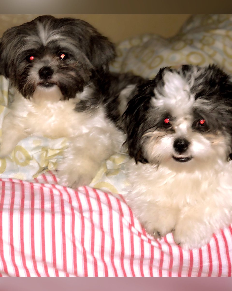BuddySkyla's tweet photo. us just being us 🐶🙂 #shihtzu #shihtzus #puppy #shihtzusgram #shihtzusofig #shihtzulife #shihtzulove #shihtzupuppy #puppy #puppylove #puppydog #dog  #dogsofnyc #nycdogs #puppylife #puppygram #cutepuppy #shihtzudailylife #nyc #newyork https://t.co/WAjqs7O6O9