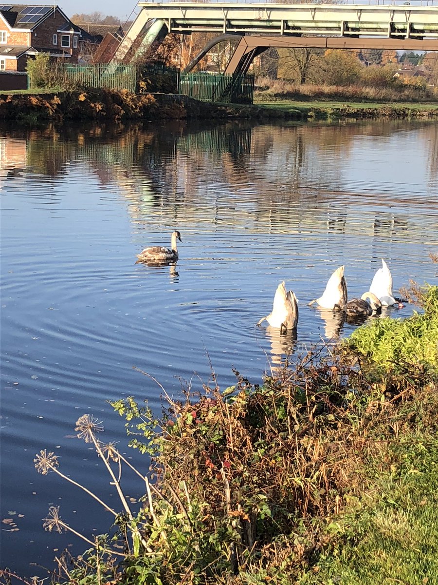 mamabetts1's tweet photo. A lovely morning walk yesterday with @bizzybizzy44 #woodlesfordcanal https://t.co/Xa1qs4intZ
