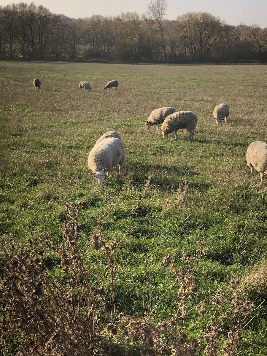 mamabetts1's tweet photo. A lovely morning walk yesterday with @bizzybizzy44 #woodlesfordcanal https://t.co/Xa1qs4intZ
