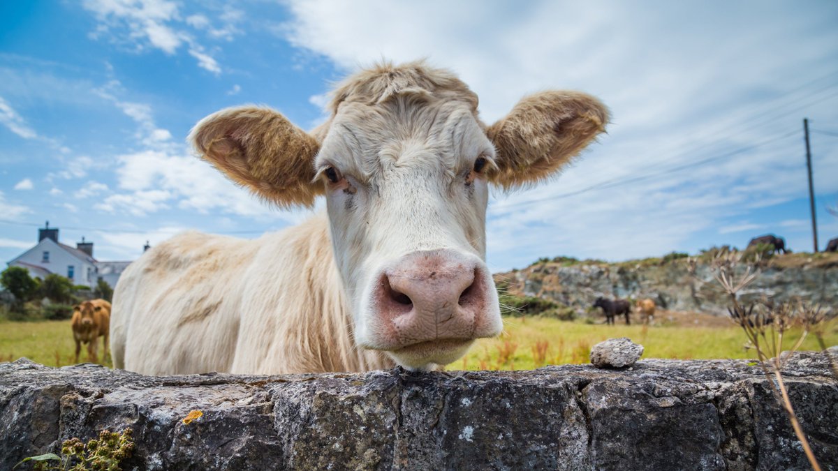 NWEMlive's tweet photo. Cumbrian farmers are some of the safest in the most dangerous industry

https://t.co/ywd1SUXDcl https://t.co/zfzVYRmcZD