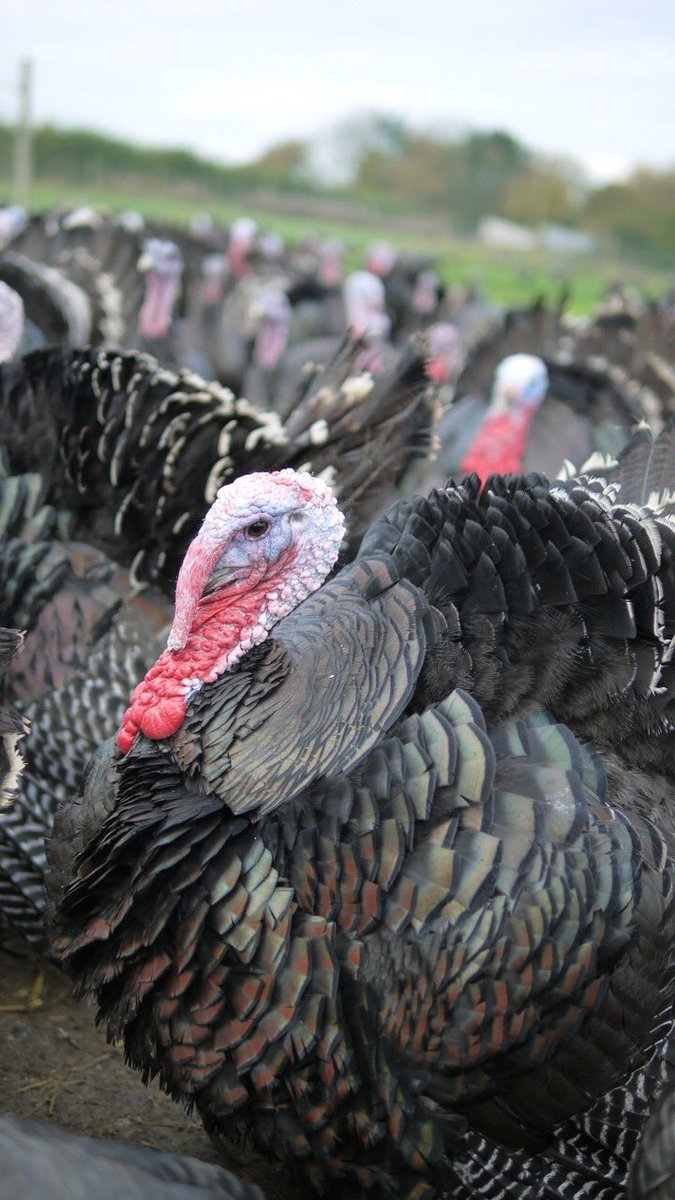 FosseMeadows's tweet photo. Planning for Christmas?...
We're taking last orders for #Thanksgiving and orders for our award-winning &amp; highly recommended #Christmas birds...traditional, #slowgrown &amp; #freerange #turkey, #cockerel, #goose &amp; #duck  https://t.co/jleBzBN8Jf https://t.co/dfpn7FEqSM