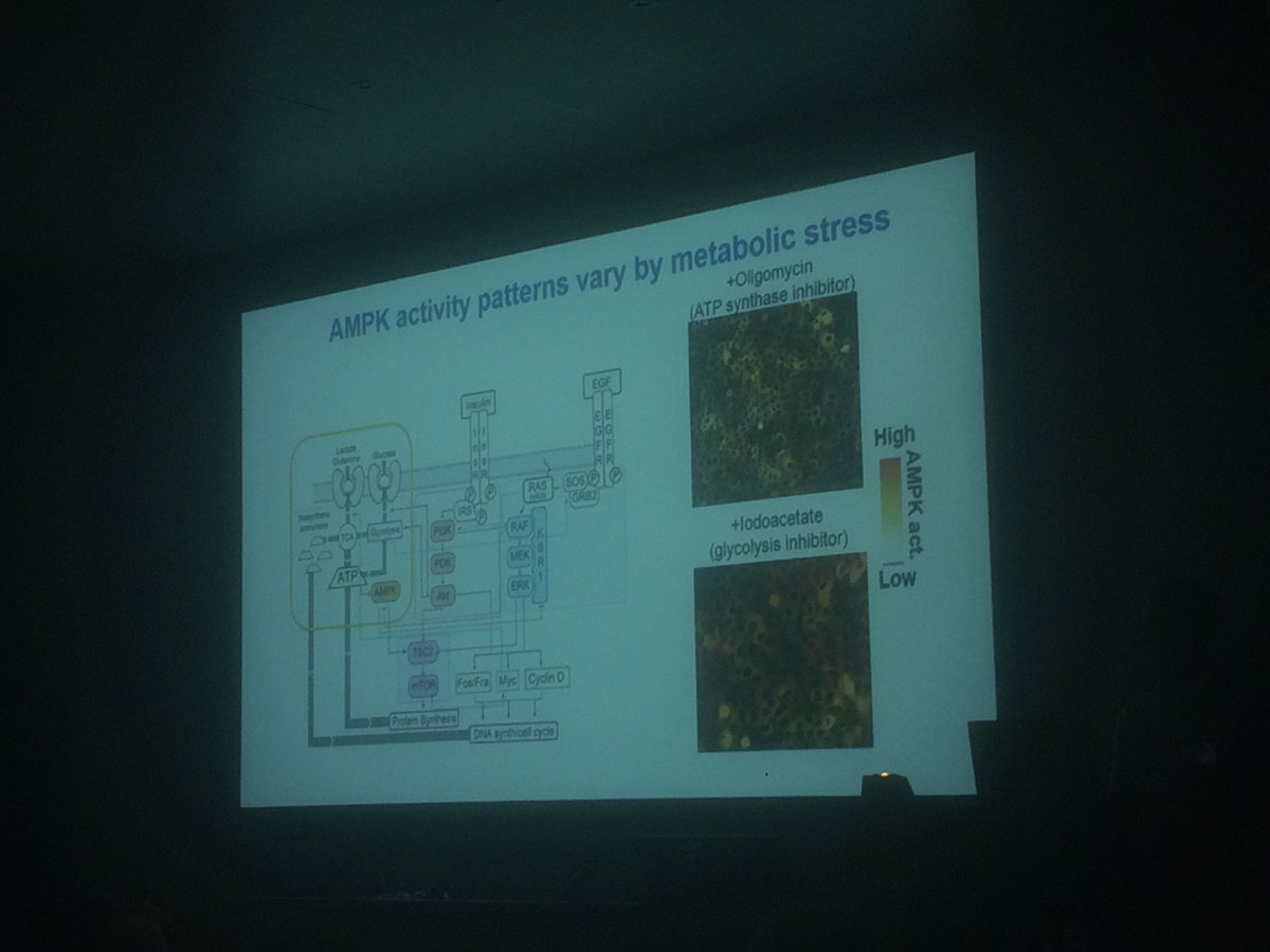 joachimgoedhart's tweet photo. #IMOB18 John Albeck shows how biosensors, quantitave analysis and modelling help to understand cell-to-cell heterogeneity of ERK activity https://t.co/hywHeSX2gL