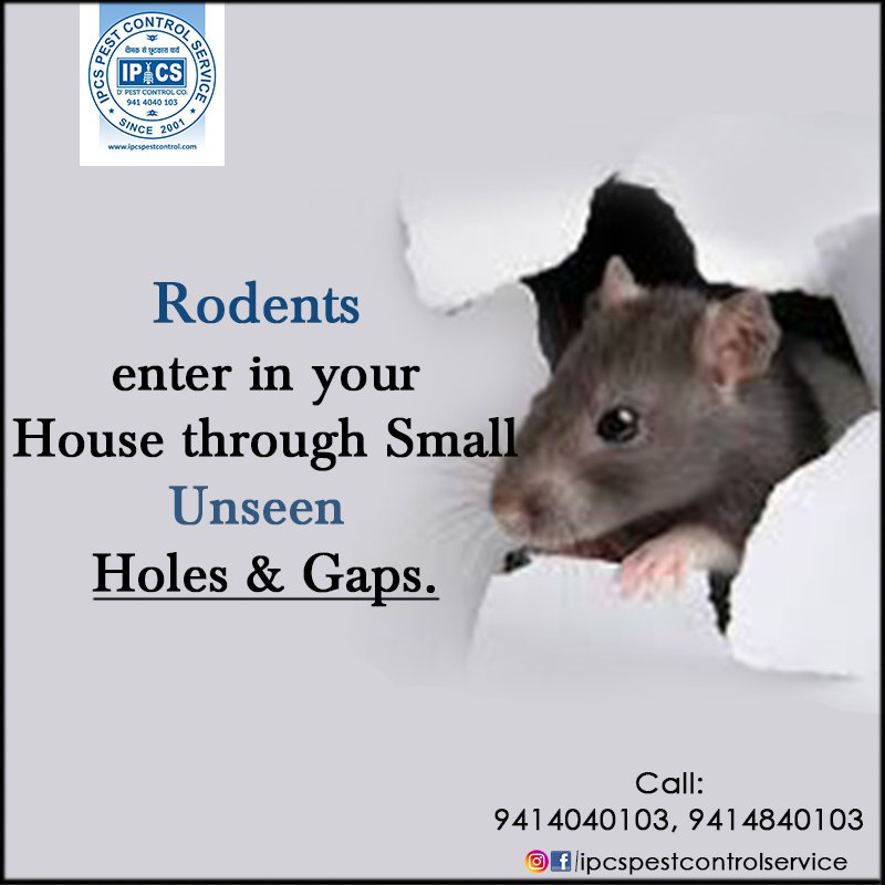 IPCSPest's tweet image. Don&apos;t ignore small unseen holes and gaps... it may be a reason of #Rodents in your #home...
Visit:- bit.ly/2r7zeKu
Call:- 9414040103
#ipcspestcontrol #rodentcontrol #mosquitocontrol #pestcontrollerinjaipur #jaipur #pestcontrolservice #termitetreatment