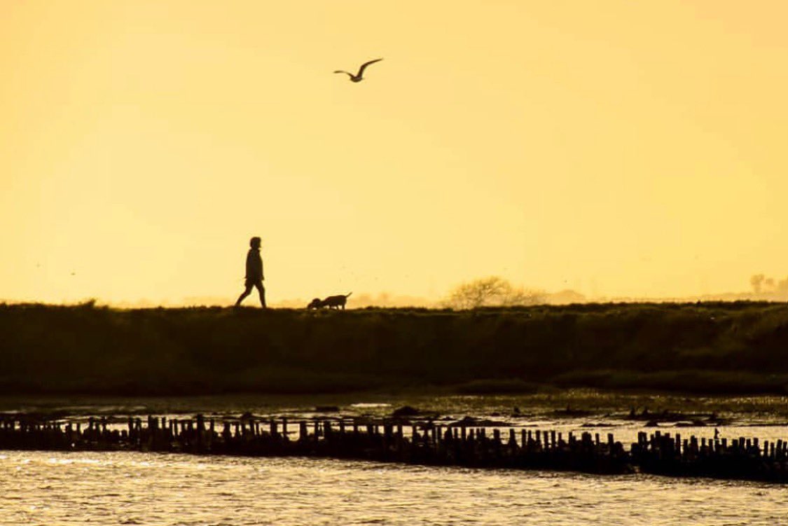 Dog walking along the River Ore. Fantastic silhouette captured by @CWHMedia 📷🐶👏🏻
•
#floodaware #riverdefence #fundraising #aldeandoreestuarytrust #sosestuary #dogwalk #river #Suffolk #orford #aldeandoreestuarytrust #Suffolklife