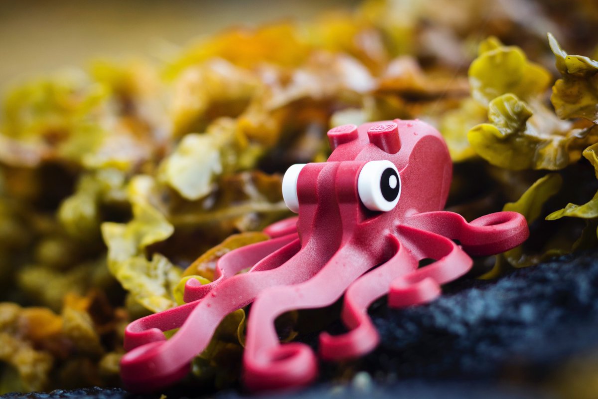 Shtacy_Phillips's tweet photo. ๐๐ฆ๐๐ฆ๐
โAn octopus was born to hug.โ
Anthony T. Hinckley
#sailbritain #nofigurefriday #sailingthroughtime #legophotography #octonation https://t.co/DiLzh60h0x