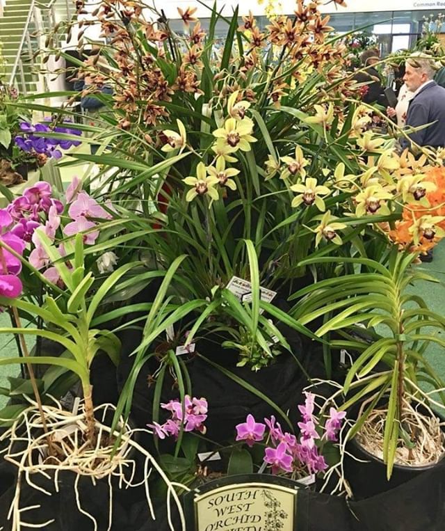 The British Orchid Council on Twitter: "Display of South West Orchid