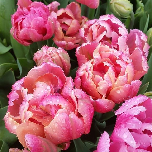 Is it a rose? Is it a peony? Or a scoop of ice cream? Answer...none of those! Ok here's a clue......we planted over 10000 of them last year, and dug up probably 50000 last month! Yep it's a tulip!!! GORGEOUS!!! So what did we do with the 1000s of tulips … ift.tt/2QTI7ly