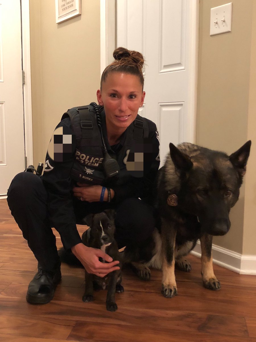 K9Apart's tweet photo. Check out how big foster brother is getting! Time for him to get adopted. #gsd #k9 #workingdog #k9apart #foster #puppy #livepd #livepdnation https://t.co/NLj1jJK56R