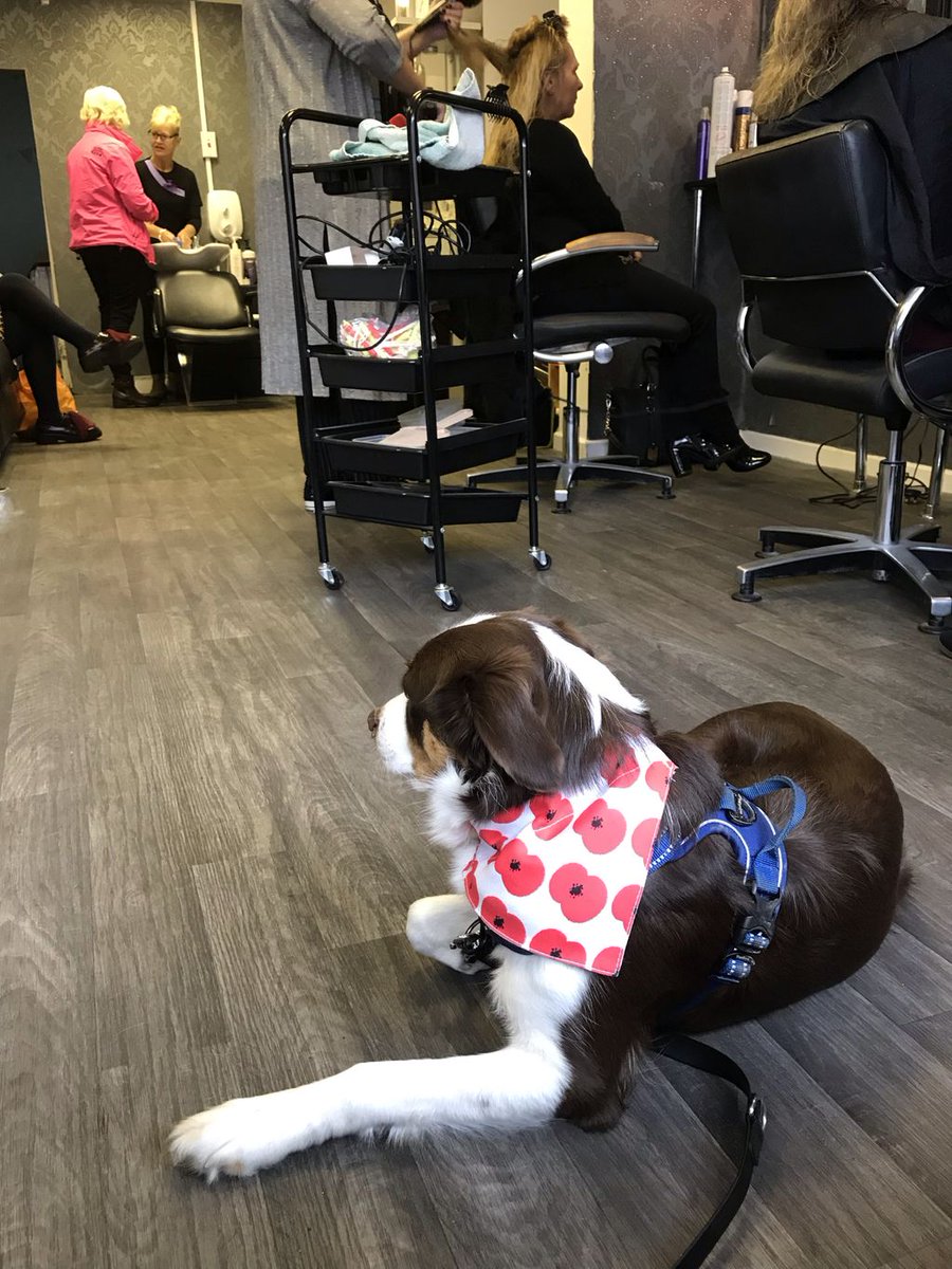 geekdogsndid's tweet photo. “Mummy can we go yet I’m bored”
Just chilling out at the salon with my lil dude, after the other day I’m going nowhere without a dog 🤦🏼♀️
#assistancedogintraining #salondogs #dogsoftwitter #supportdog https://t.co/UL8kgvp2lt