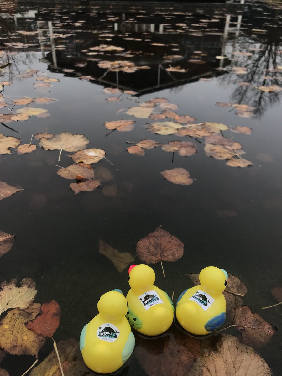 SupWhale's tweet photo. QUACK🦆Our squad is ready for @BBCCiN #ChildrenInNeed Duck Race at @StJohnsCentre 🔥🔥🔥 #Cambridge #SUP4Good #innovationhub #dogfriendly #workspace #TadziutheDude #rescuedog https://t.co/TMbkDaYhNn