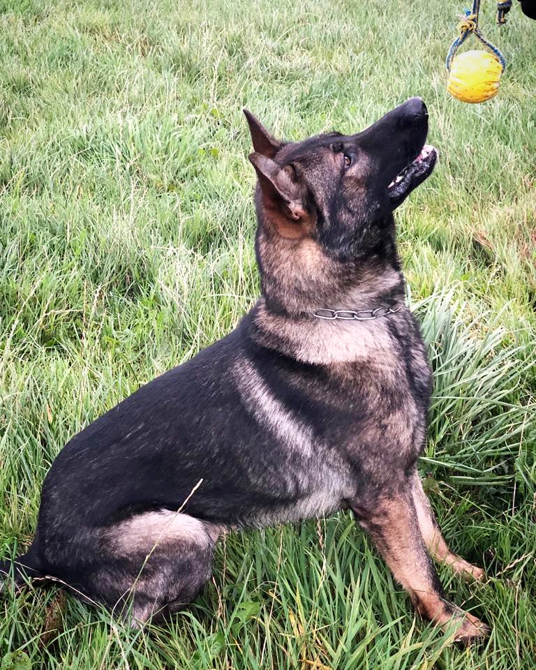 IOMPoliceDogs's tweet photo. PD Mav tracks from abandoned hit and run vehicle to an address. Suspect subsequently located and arrested for numerous offences. #goodboy #thenoseknows #runbutyoucanthide #urbantracking #iompolice #iompolicedogs #policedog #gpdog #keepingpeoplesafe https://t.co/g6zWCfbY85